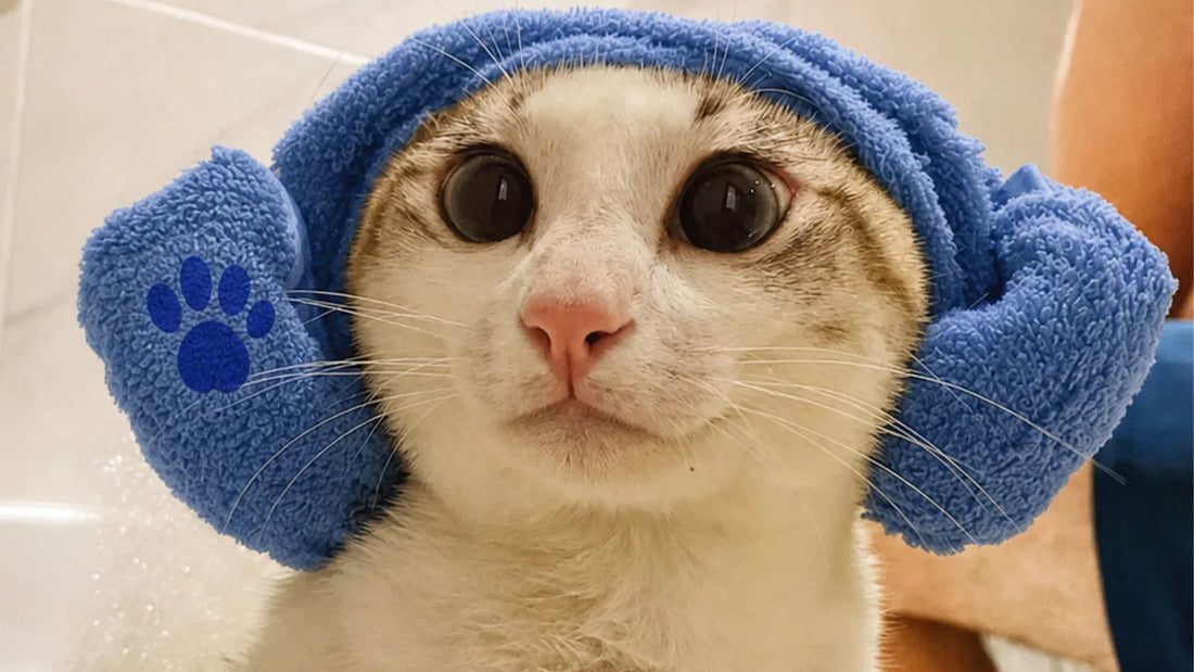 Dog and cat waterless cleaning routine with no-rinse grooming mousse