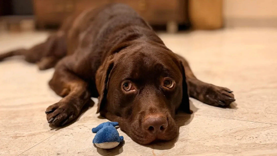 Pet eye care routine for dog and cat tear stain cleaning