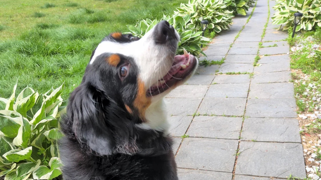 Dog paw cleaning after a walk with no-rinse pet glove wipes