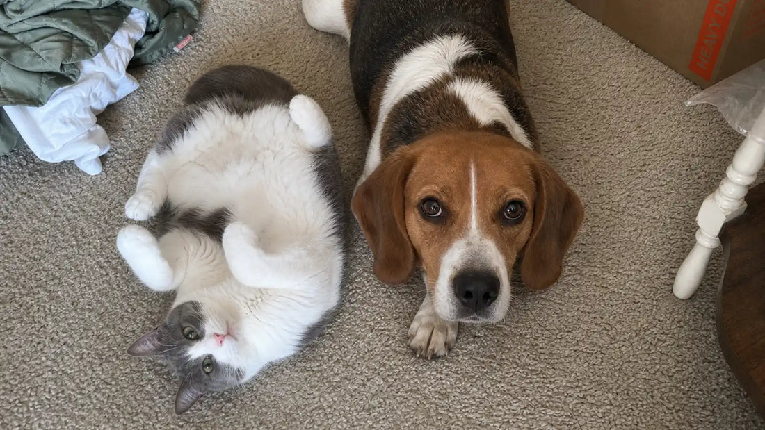 Dog and cat ear cleaning routine for wax odor and itching care